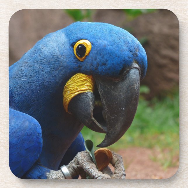blauaras parrot coaster (Front)