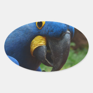 blauaras parrot oval sticker