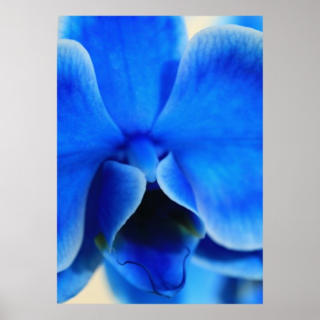 Blaue Orchidee Poster (Front)