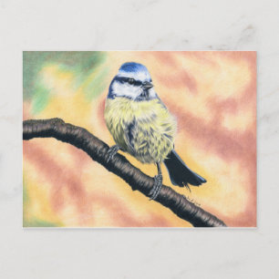 Blaumeise - Farbstiftzeichnung Postcard