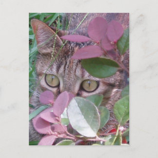 Blaze Cat Eyes Postcard