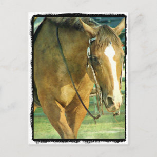 Blaze Western Horse Postcard