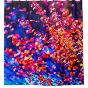 Blazing Cotoneaster