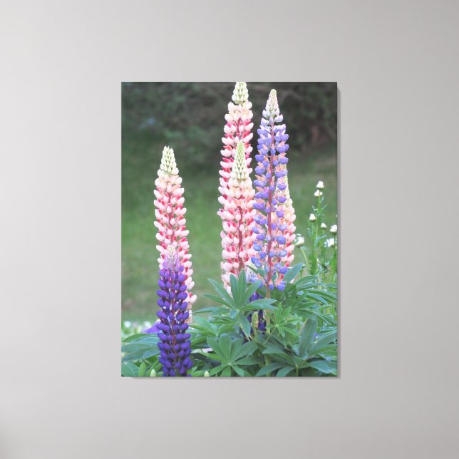 Blazing star flowers canvas print (Front)