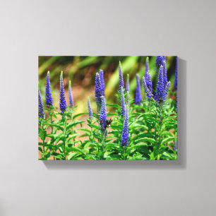 Blazing Star flowers Canvas Print