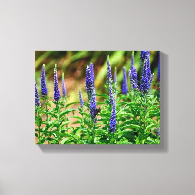 Blazing Star flowers Canvas Print (Front)