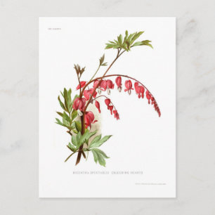 Bleeding Heart (Dicentra spectablis) Postcard