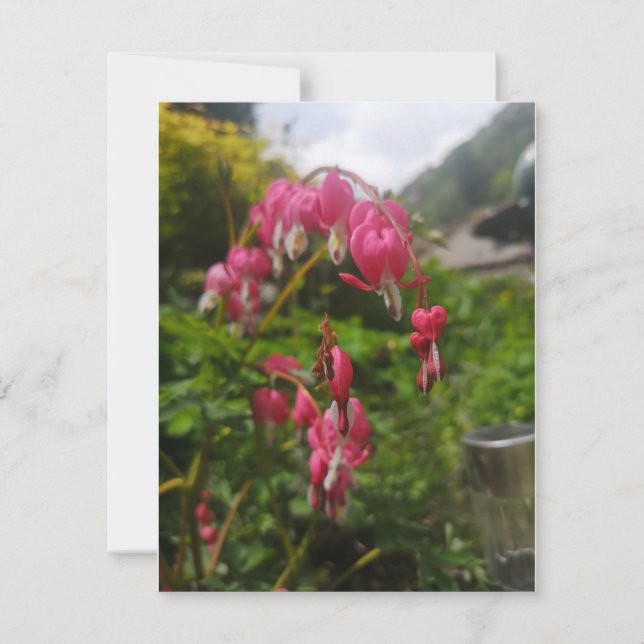 bleeding heart flower  (Front)