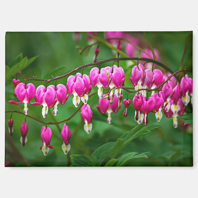 Bleeding Heart Flower Magnet (Front)