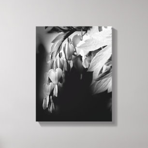 Bleeding Heart Flowers In Black And White   Canvas Print