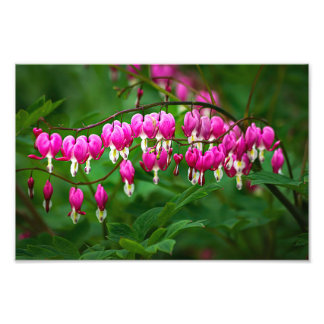 Bleeding Heart Flowers Photo Print