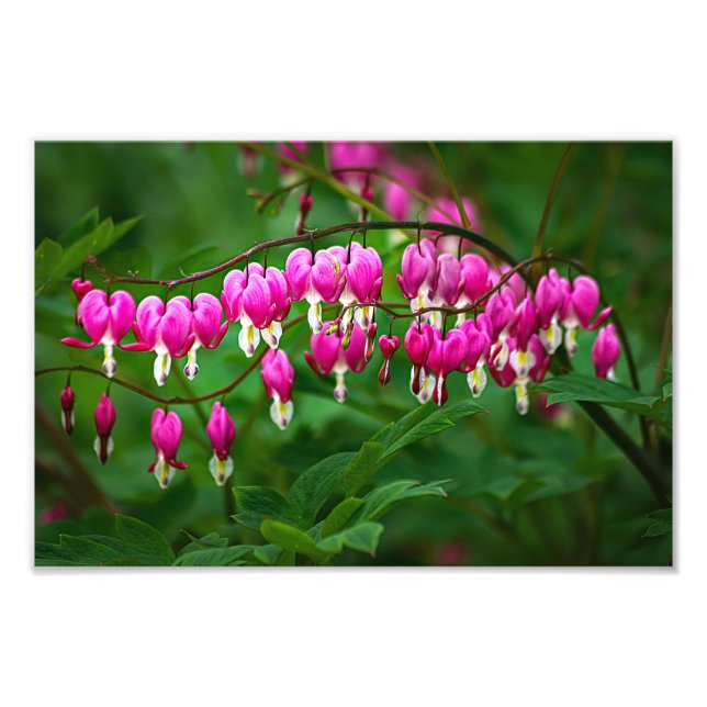 Bleeding Heart Flowers Photo Print (Front)