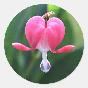 Bleeding Heart Flowers Round Envelope Seals