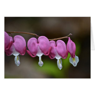 Bleeding Heart Notecard