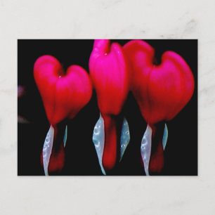 Bleeding Heart Postcard