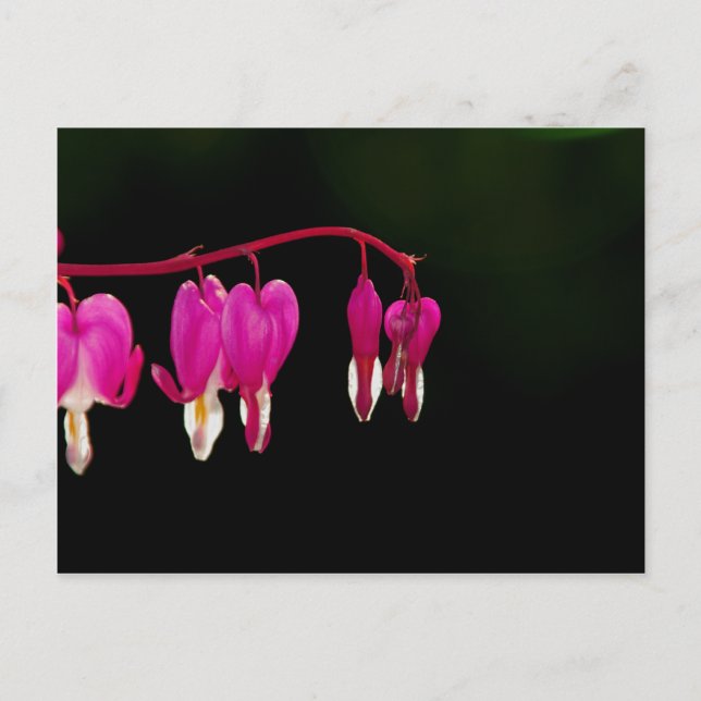 Bleeding-heart Postcard (Front)