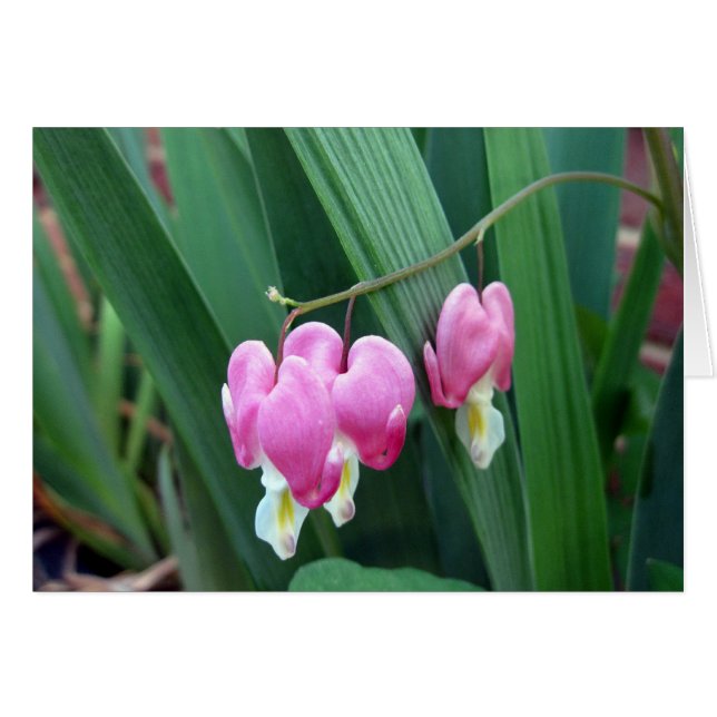 Bleeding Hearts (Front Horizontal)