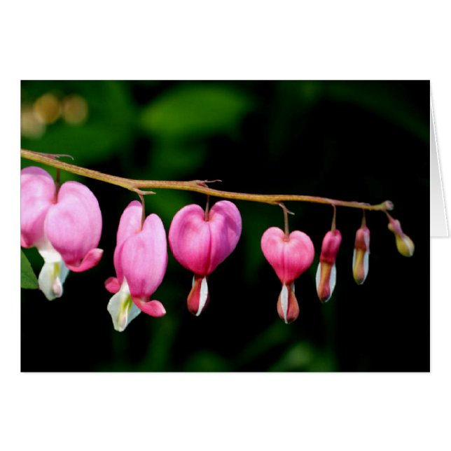 Bleeding Hearts (Front Horizontal)