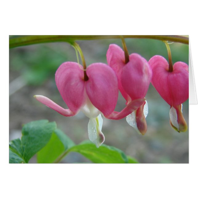 Bleeding Hearts (Front Horizontal)