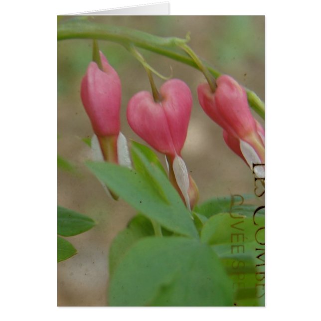 Bleeding Hearts (Front)
