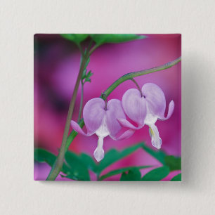 Bleeding Hearts Connecting In Garden. Credit 2 Inch Square Button