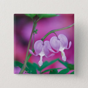 Bleeding Hearts Connecting In Garden. Credit 2 Inch Square Button