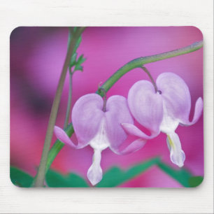 Bleeding Hearts Connecting In Garden. Credit Mouse Pad