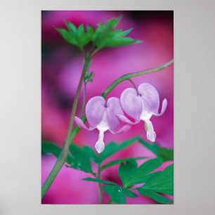 Bleeding Hearts Connecting In Garden. Credit Poster