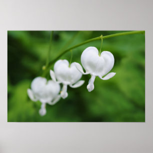 bleeding hearts flowers poster