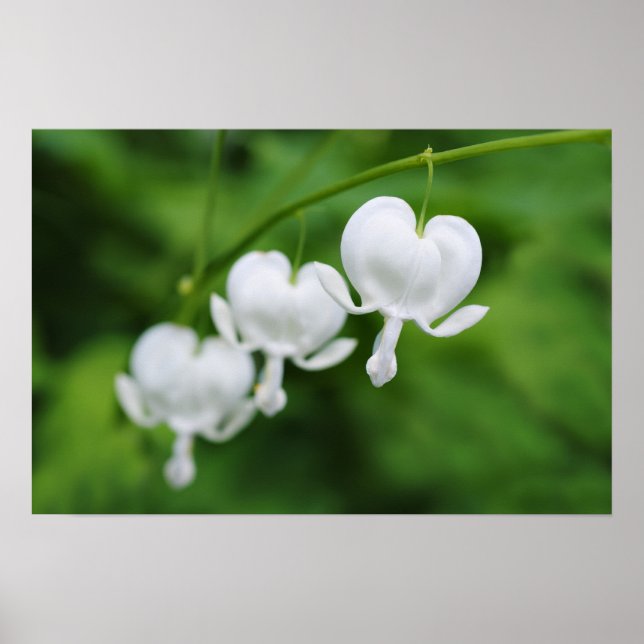 bleeding hearts flowers poster (Front)