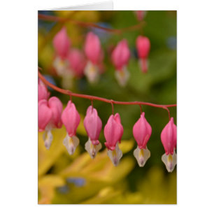 Bleeding Hearts Macro
