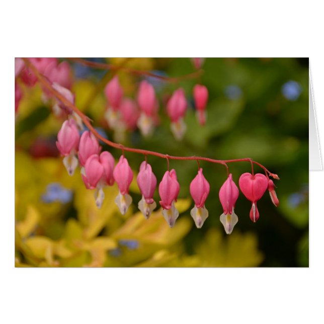 Bleeding Hearts Macro (Front Horizontal)