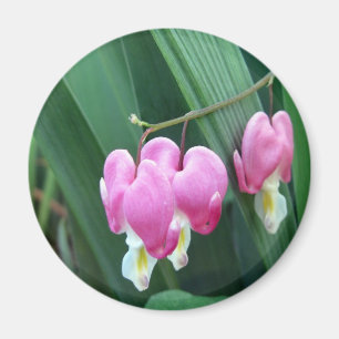Bleeding Hearts Magnet