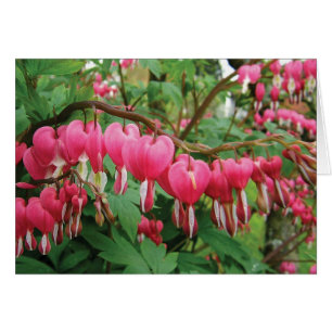 BLEEDING HEARTS ON ***OUR WEDDING DAY***
