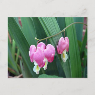 Bleeding Hearts Postcard