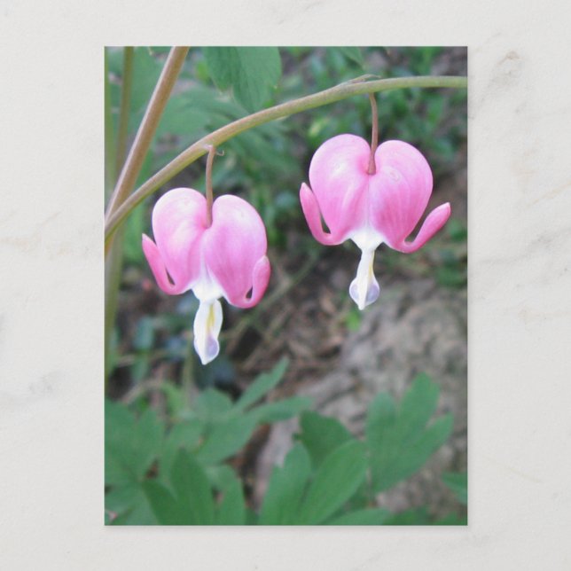 Bleeding Hearts Postcard (Front)