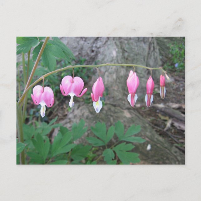 Bleeding Hearts Postcard (Front)