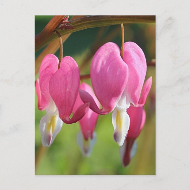Bleeding Hearts Postcard (Front)