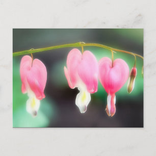 Bleeding Hearts Postcard
