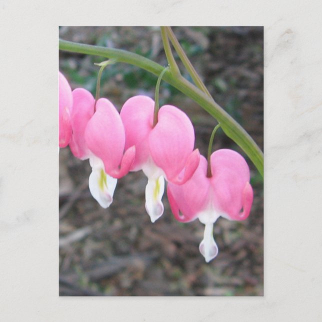 Bleeding Hearts Postcard (Front)
