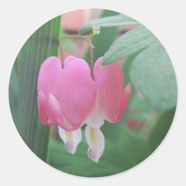Bleeding Hearts~ Two Hearts As One Classic Round Sticker (Front)