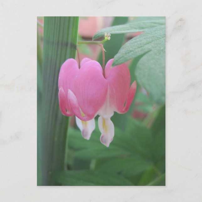 Bleeding Hearts~ Two Hearts As One Postcard (Front)