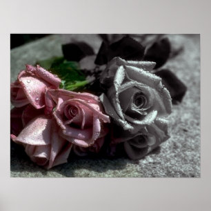 Blended roses, black, white & colour poster