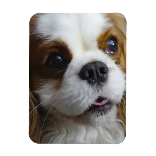 Blenheim Cavalier Flexible Photo Magnet (Vertical)