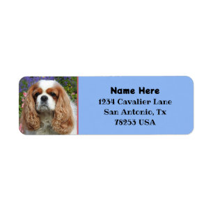 Blenheim Cavalier King Charles Adresse de retour
