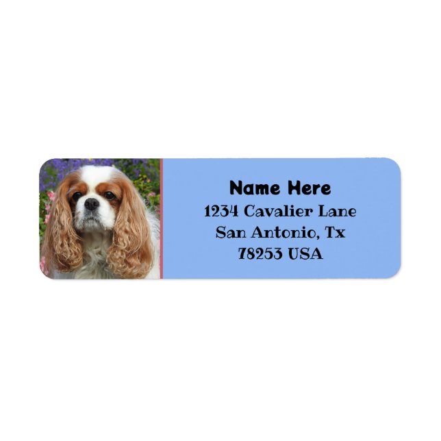 Blenheim Cavalier King Charles Adresse de retour (Devant)
