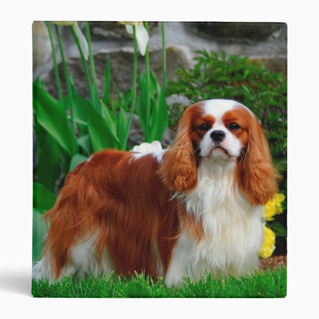 Blenheim Cavalier King Charles Spaniel Dog Binder (Front)
