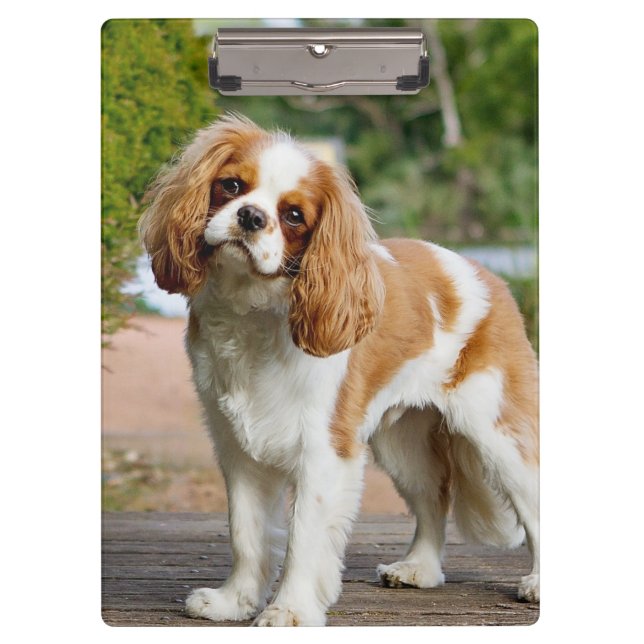 Blenheim Cavalier King Charles Spaniel Dog Clipboard (Front)