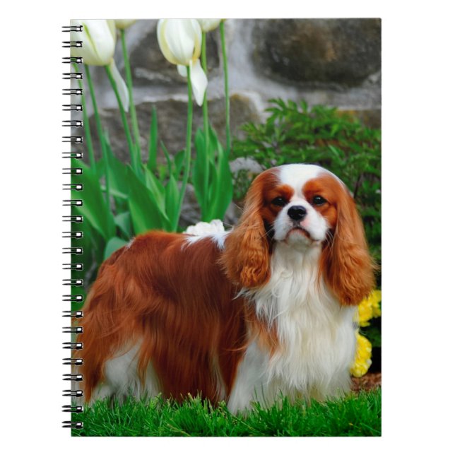 Blenheim Cavalier King Charles Spaniel Dog Notebook (Front)