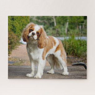 Blenheim Cavalier King Charles Spaniel Puppy Dog Jigsaw Puzzle